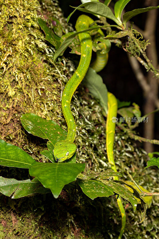Bothriechis lateral alis, Green Green snake, Santa Elena, Costa Rica野生动物